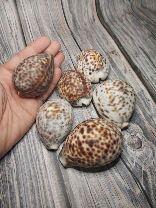 Tiger Cowrie Cypraea Tigris Shells GRADE B