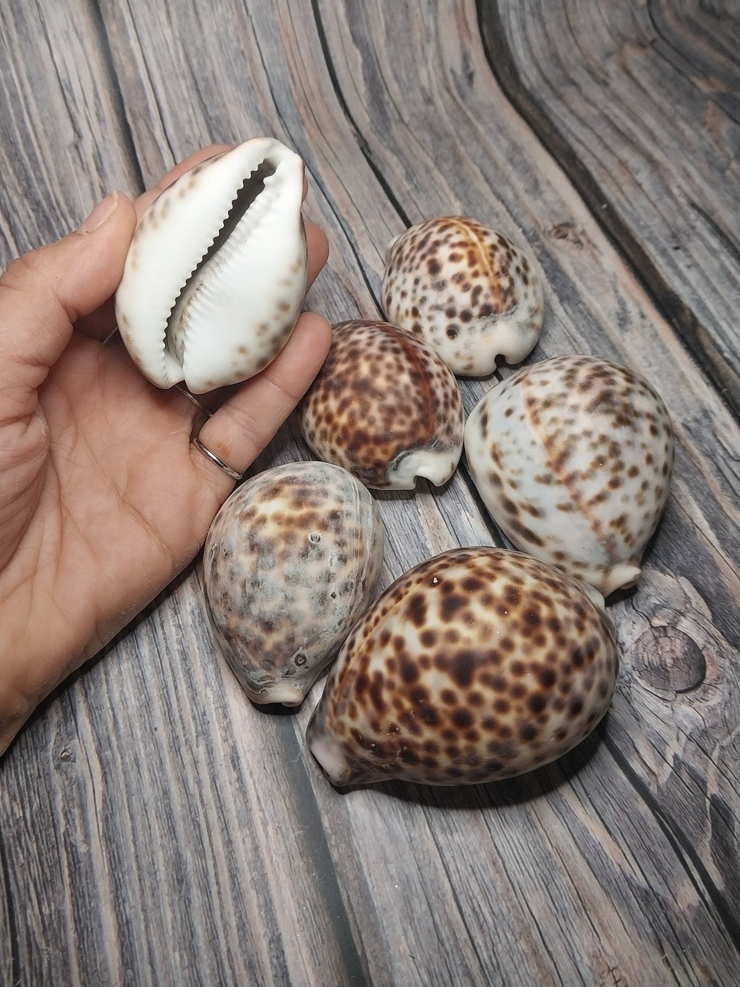 Tiger Cowrie Cypraea Tigris Shells GRADE B
