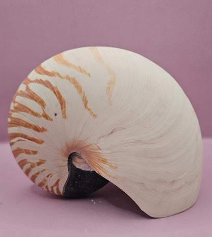 Tiger Nautilus Shell – Striking Natural Ocean Decor (7.25")