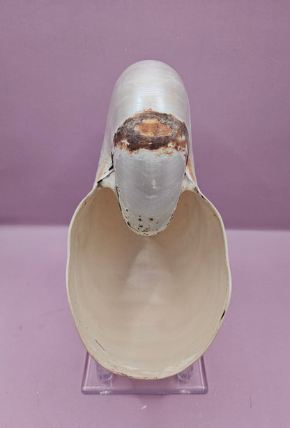 Tiger Nautilus Shell – Striking Natural Ocean Decor (7.25")