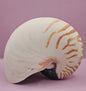 Tiger Nautilus Shell – Striking Natural Ocean Decor (7.25")