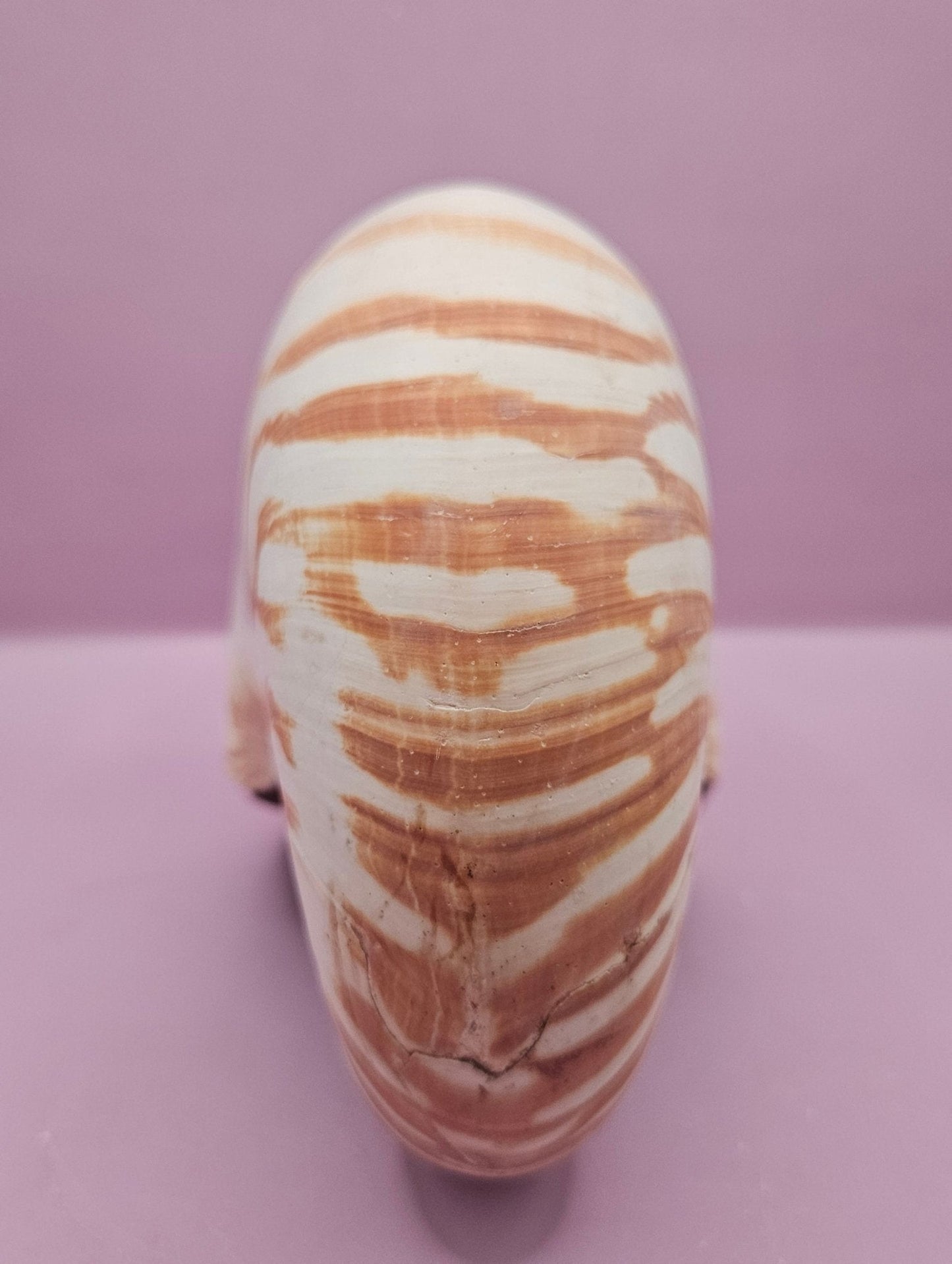 Tiger Nautilus Shell – Striking Natural Ocean Decor (7.25")
