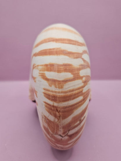 Tiger Nautilus Shell – Striking Natural Ocean Decor (7.25")