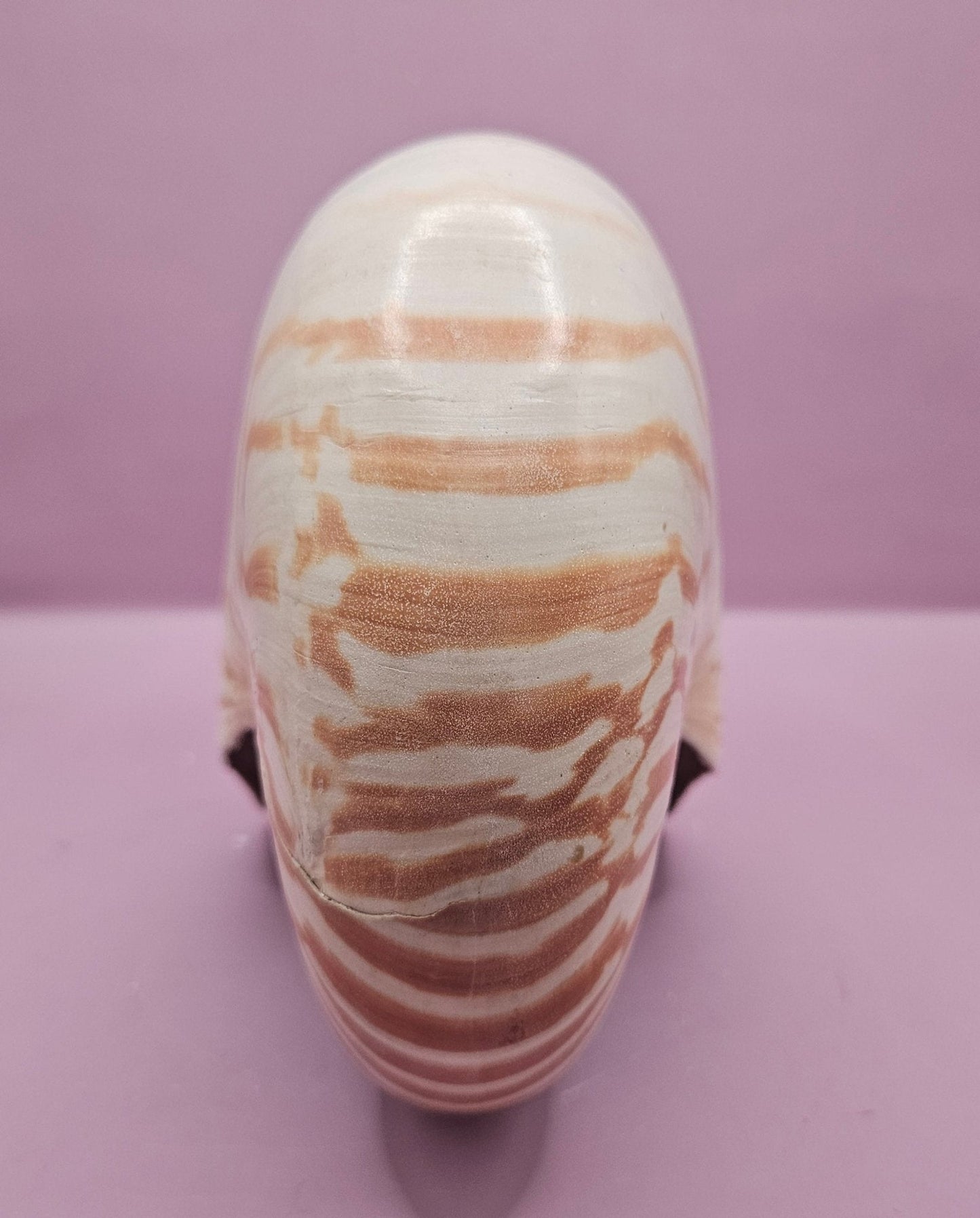 Tiger Nautilus Shell – Striking Natural Ocean Decor (8.5")