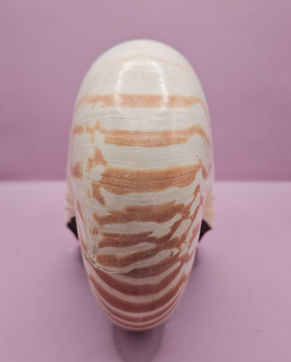 Tiger Nautilus Shell – Striking Natural Ocean Decor (8.5")