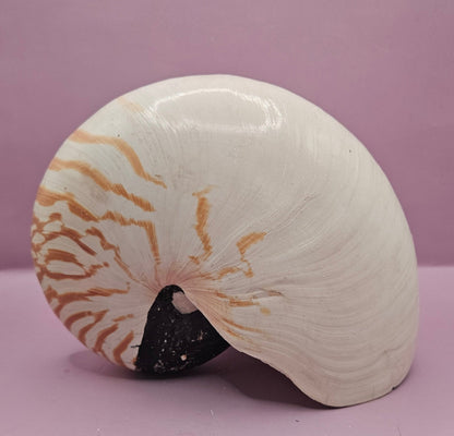 Tiger Nautilus Shell – Striking Natural Ocean Decor (8.5")