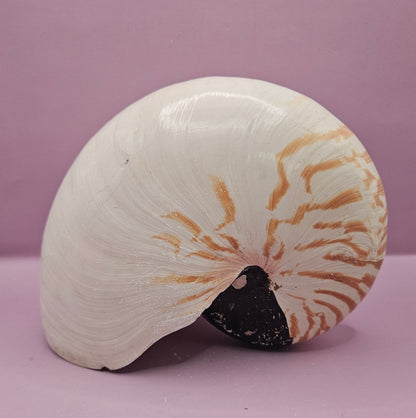 Tiger Nautilus Shell – Striking Natural Ocean Decor (8.5")