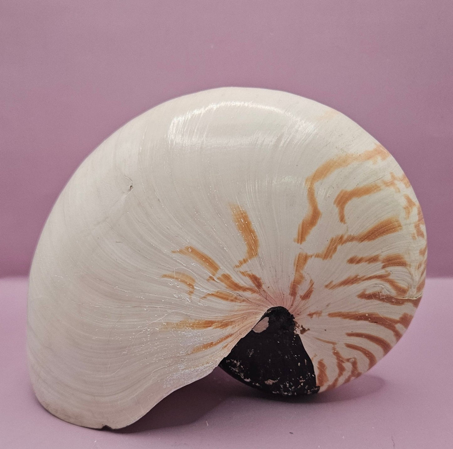 Tiger Nautilus Shell – Striking Natural Ocean Decor (8.5")