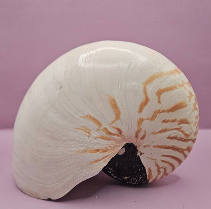 Tiger Nautilus Shell – Striking Natural Ocean Decor (8.5")