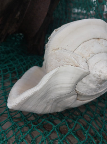 Titanostrombus Galeatus Eastern Pacific Giant Conch Shell