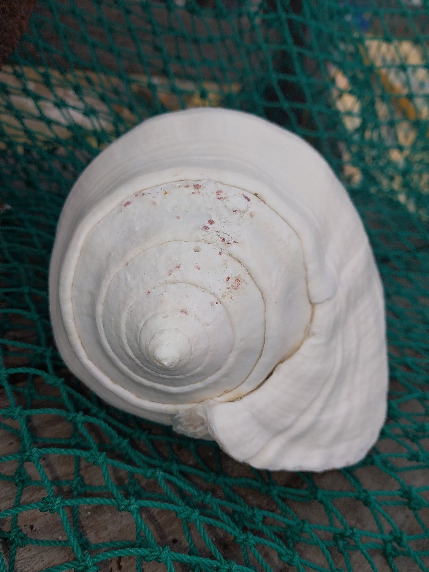 Titanostrombus Galeatus Eastern Pacific Giant Conch Shell