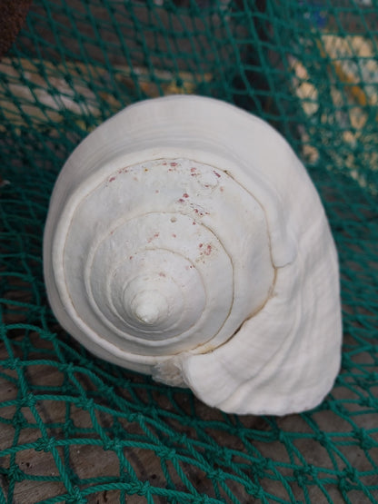 Titanostrombus Galeatus Eastern Pacific Giant Conch Shell