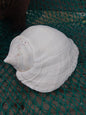Titanostrombus Galeatus Eastern Pacific Giant Conch Shell