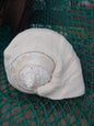 Titanostrombus Galeatus Eastern Pacific Giant Conch Shell