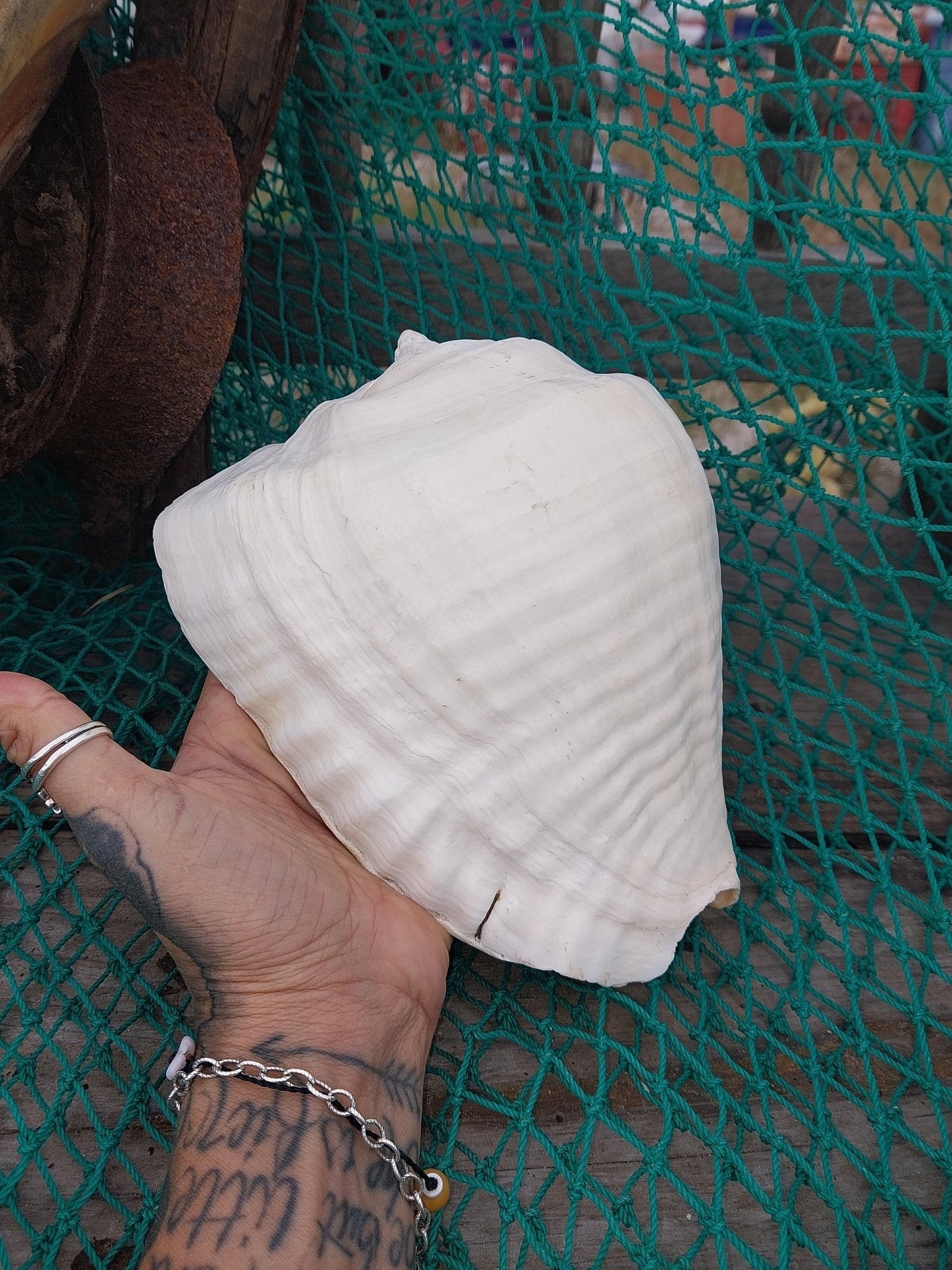 Titanostrombus Galeatus Eastern Pacific Giant Conch Shell