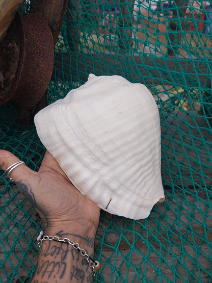 Titanostrombus Galeatus Eastern Pacific Giant Conch Shell