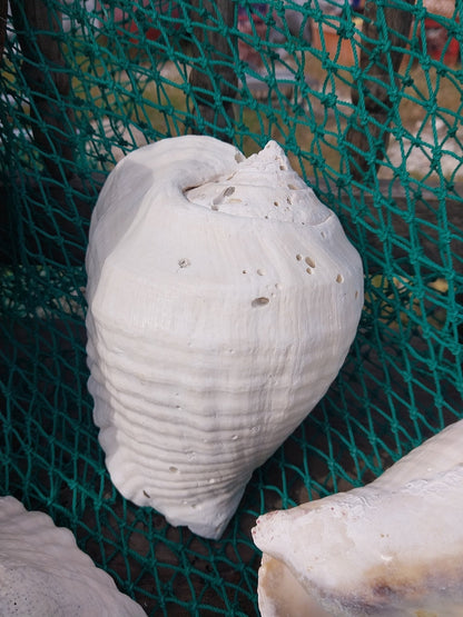 Titanostrombus Galeatus Eastern Pacific Giant Conch Shell
