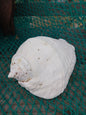 Titanostrombus Galeatus Eastern Pacific Giant Conch Shell