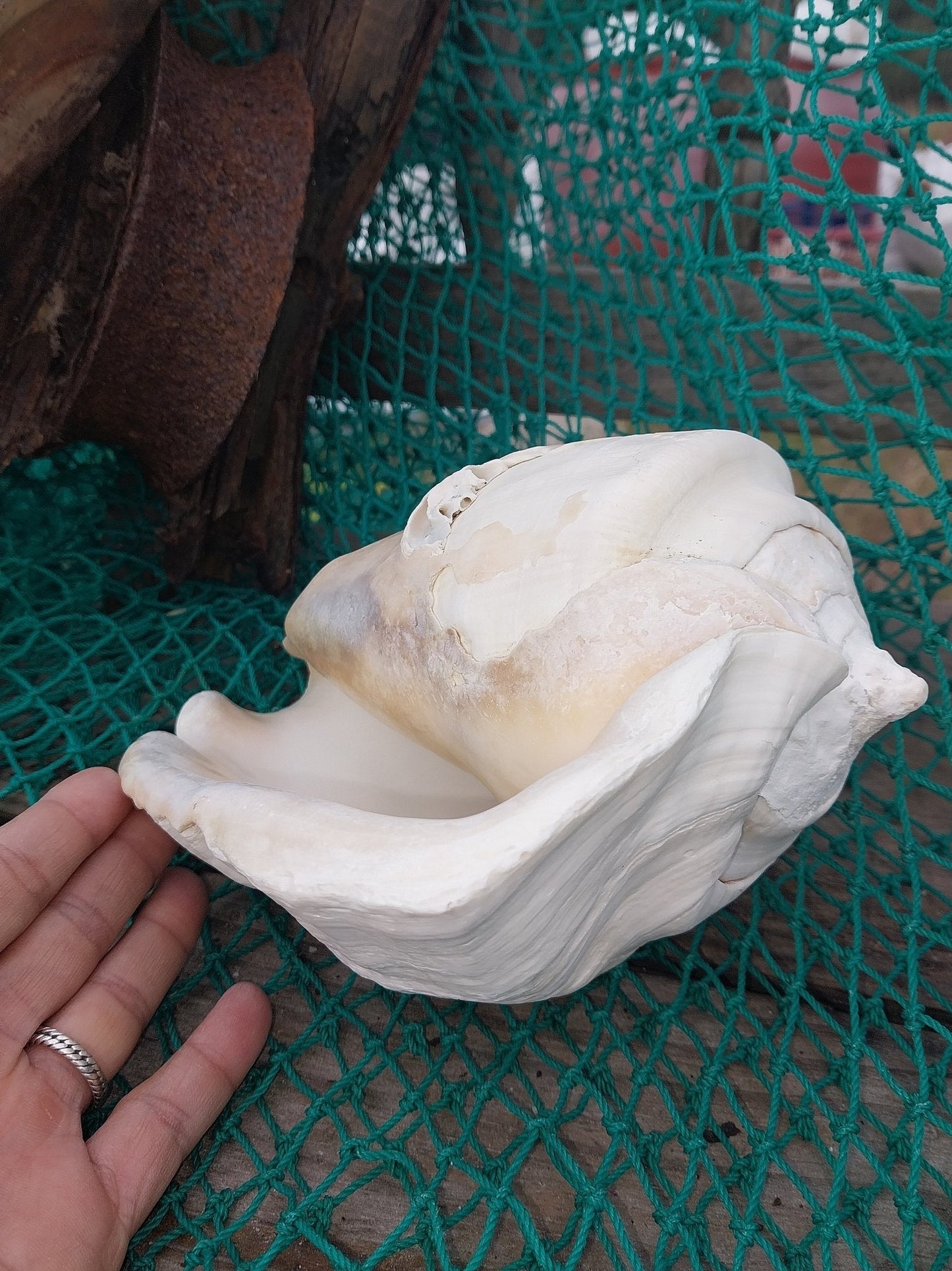 Titanostrombus Galeatus Eastern Pacific Giant Conch Shell