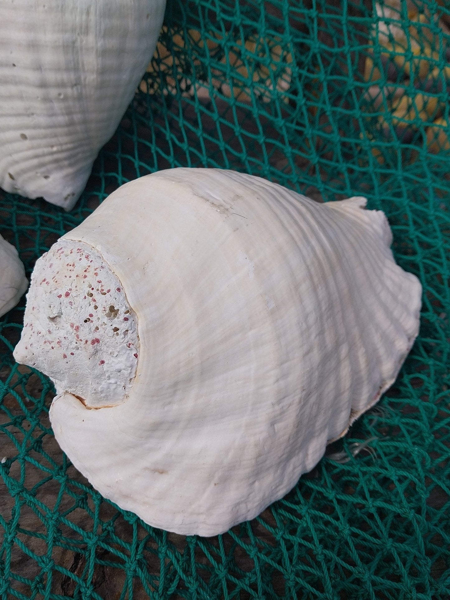 Titanostrombus Galeatus Eastern Pacific Giant Conch Shell