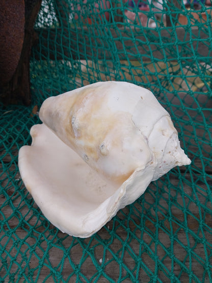 Titanostrombus Galeatus Eastern Pacific Giant Conch Shell