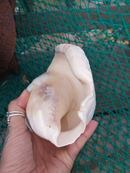 Titanostrombus Galeatus Eastern Pacific Giant Conch Shell