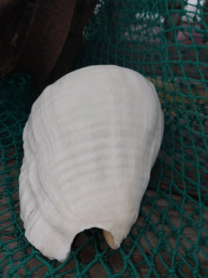Titanostrombus Galeatus Eastern Pacific Giant Conch Shell
