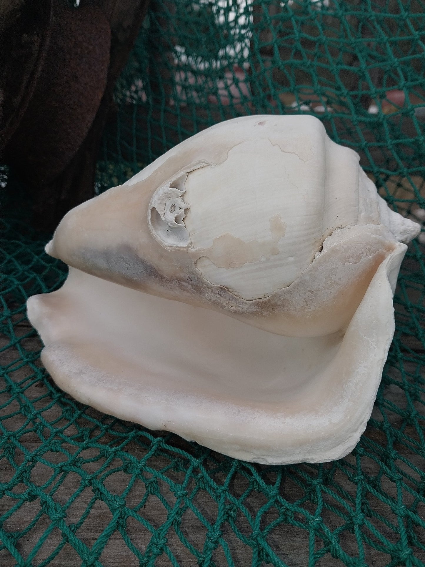 Titanostrombus Galeatus Eastern Pacific Giant Conch Shell