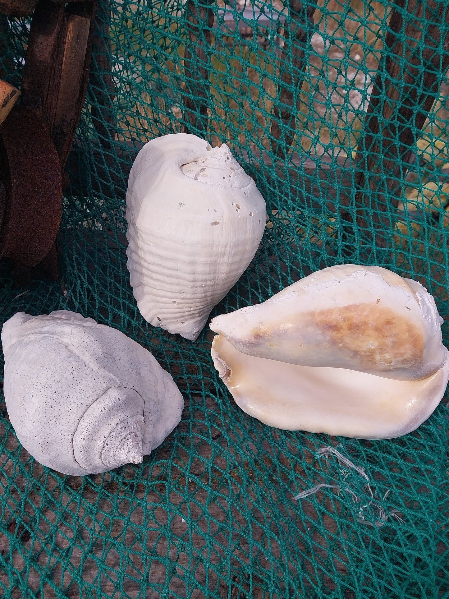 Titanostrombus Galeatus Eastern Pacific Giant Conch Shell