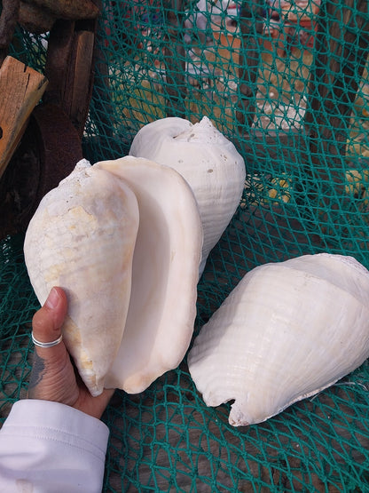 Titanostrombus Galeatus Eastern Pacific Giant Conch Shell