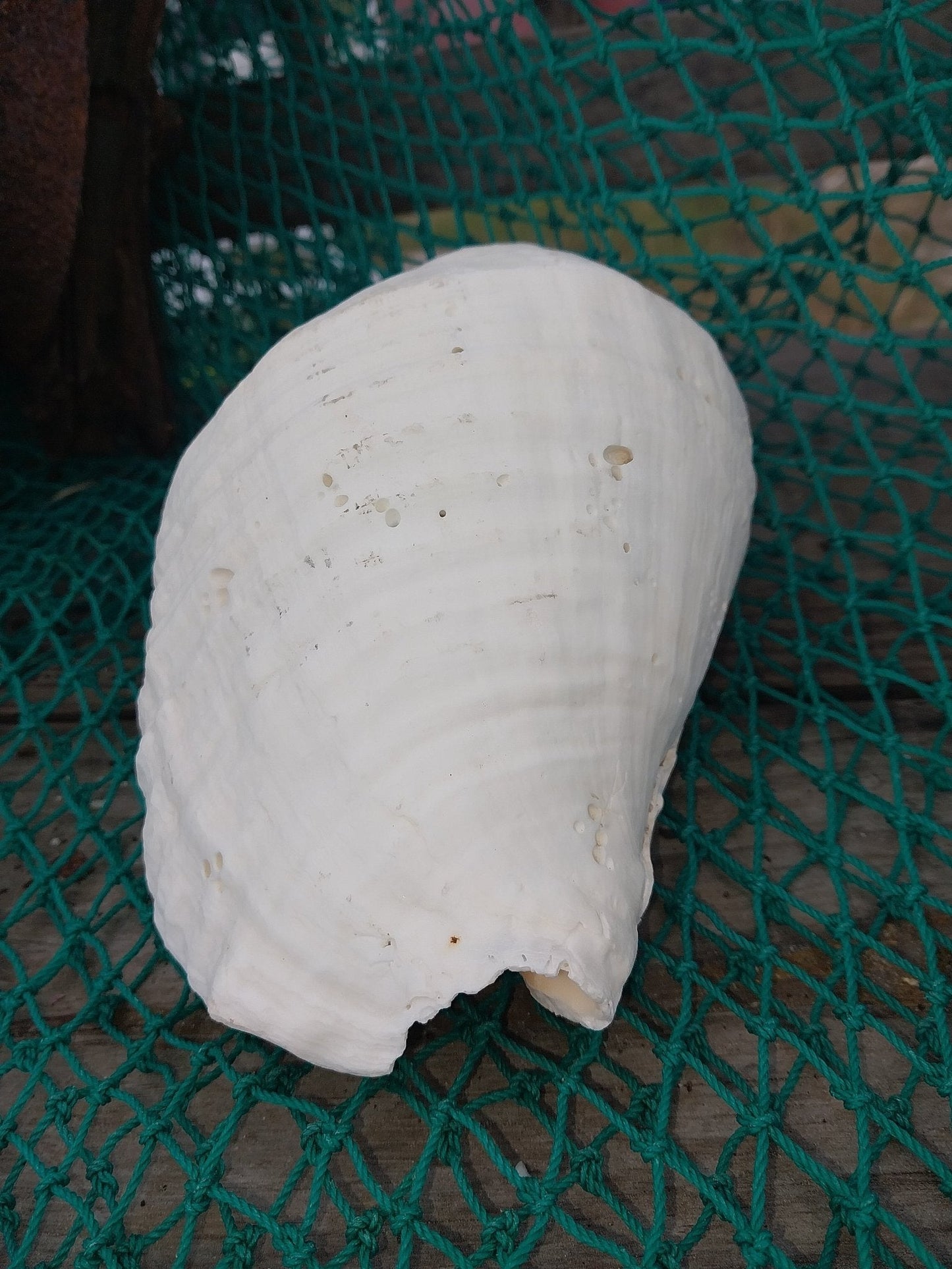 Titanostrombus Galeatus Eastern Pacific Giant Conch Shell