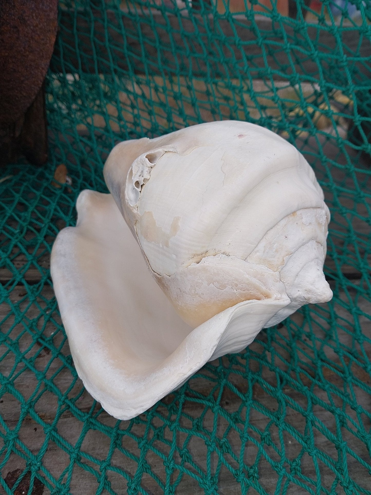 Titanostrombus Galeatus Eastern Pacific Giant Conch Shell