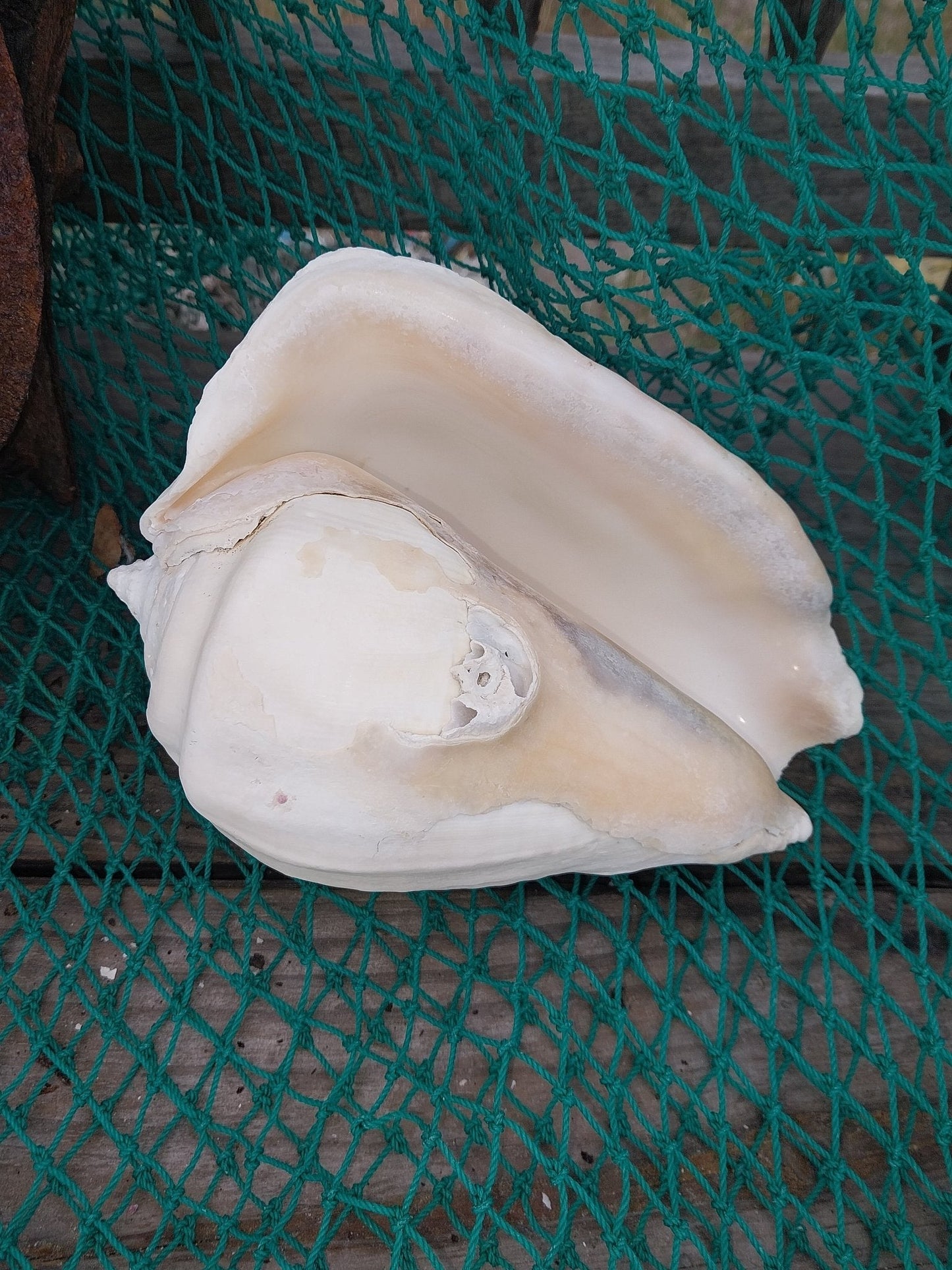 Titanostrombus Galeatus Eastern Pacific Giant Conch Shell