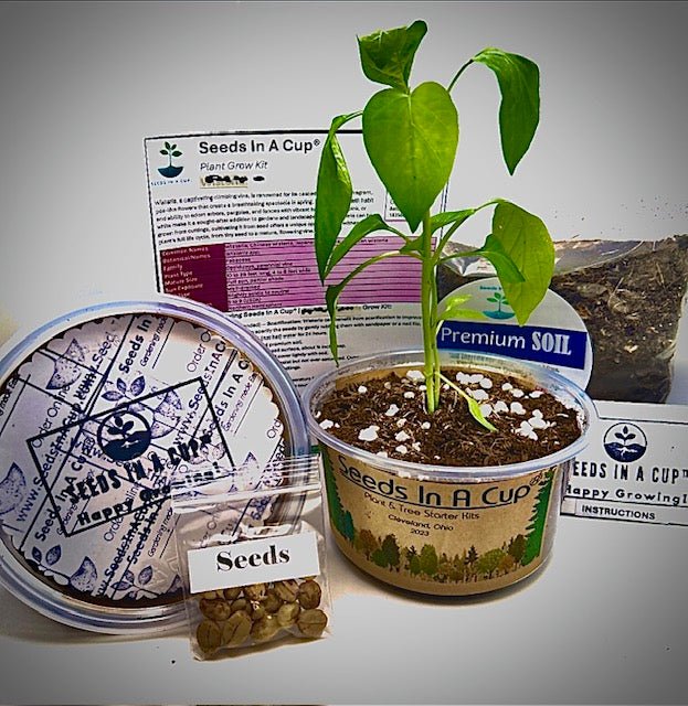 Spinach | Plant Seed Starter Grow Kit | Seeds In A Cup®