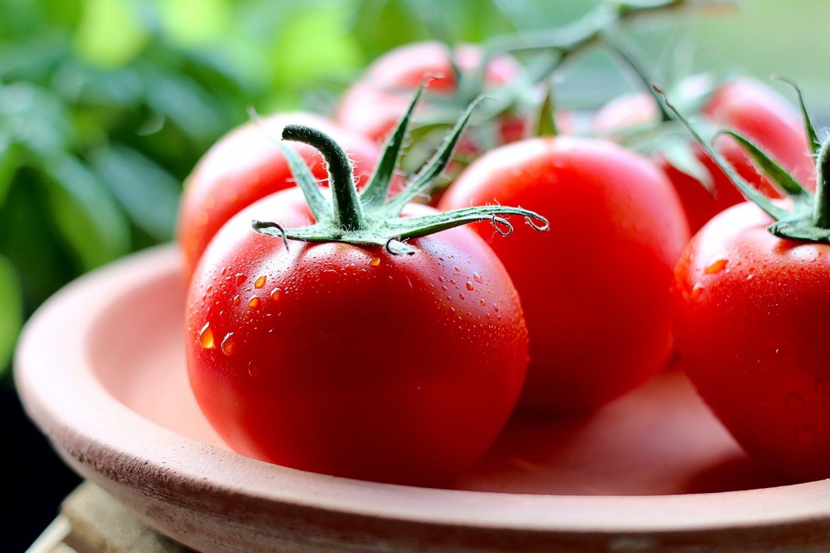 Tomato | Plant Seed Starter Grow Kit | Seeds In A Cup®