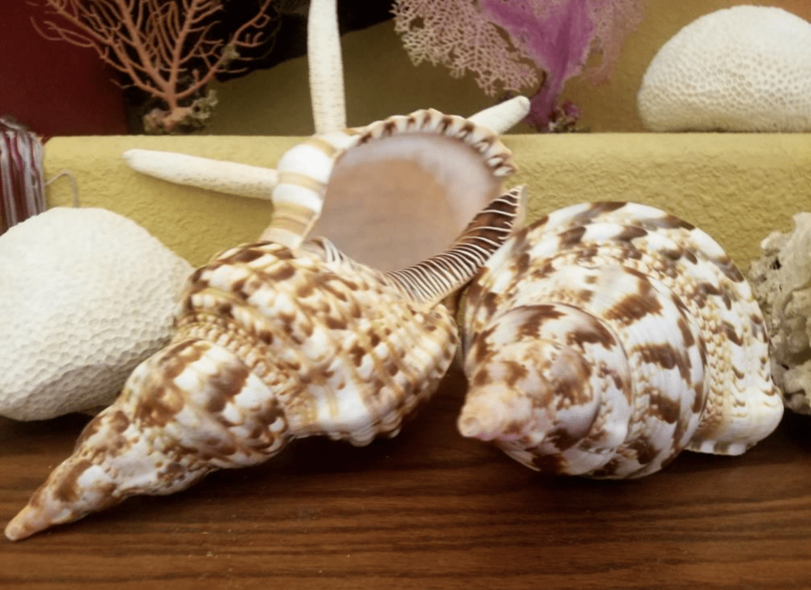 Triton Trumpet Charonia Variegata Display Shell