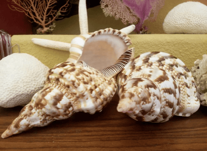 Triton Trumpet Charonia Variegata Display Shell