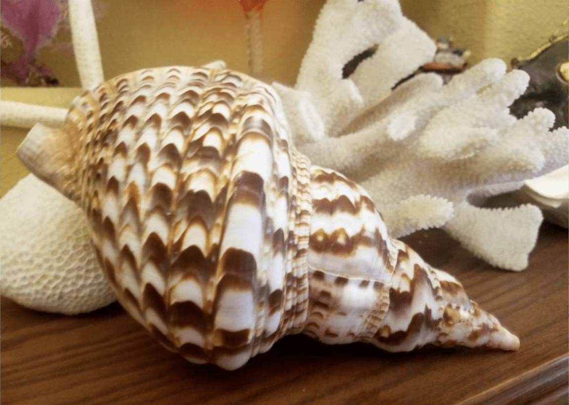 Triton Trumpet Charonia Variegata Display Shell