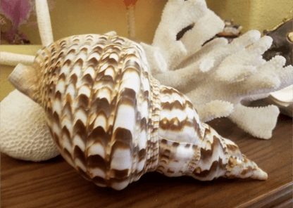 Triton Trumpet Charonia Variegata Display Shell