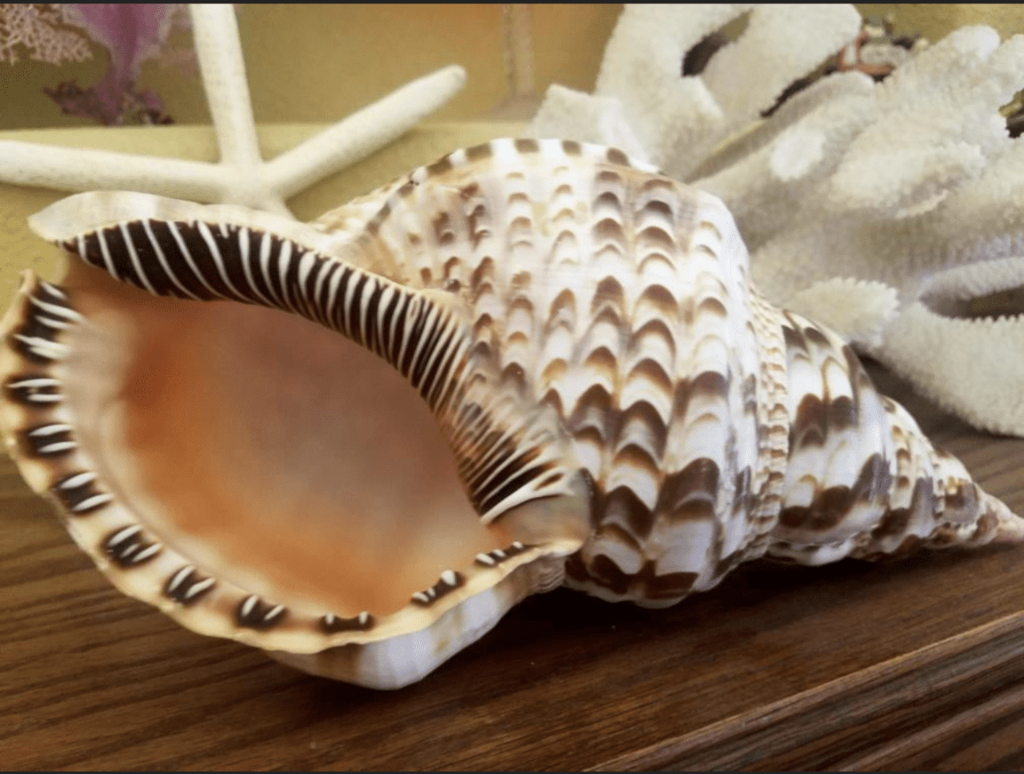 Triton Trumpet Charonia Variegata Display Shell