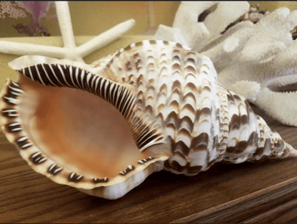 Triton Trumpet Charonia Variegata Display Shell