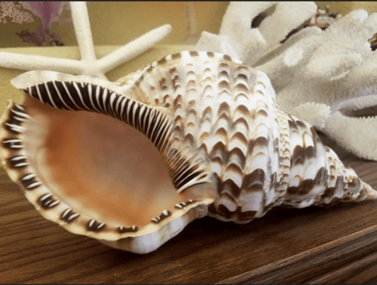Triton Trumpet Charonia Variegata Display Shell