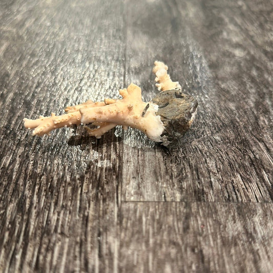 Ultra RARE Vintage Ivory Peach Stylaster Coral- 3.25"x2.5"x1"