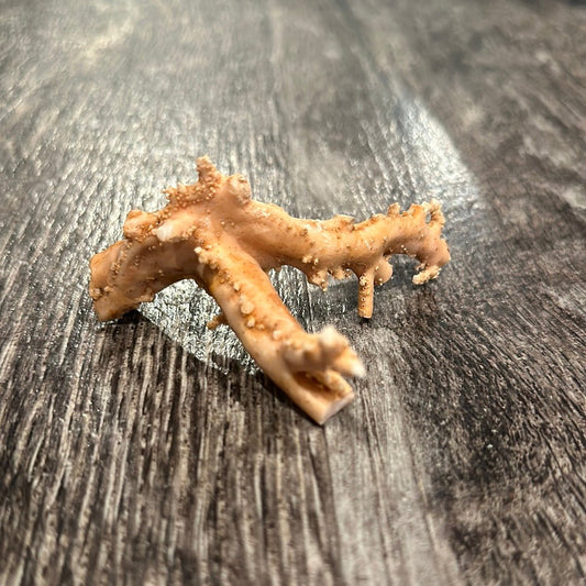 Ultra RARE Vintage Ivory Peach Stylaster Coral- 3.5"x3"x2"