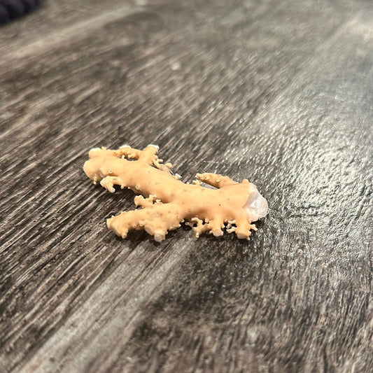 Ultra RARE Vintage Ivory Peach Stylaster Coral- 3"x2"