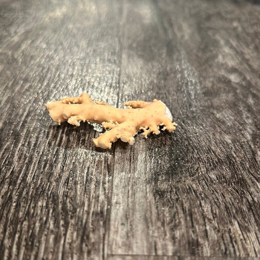 Ultra RARE Vintage Ivory Peach Stylaster Coral- 3"x2"