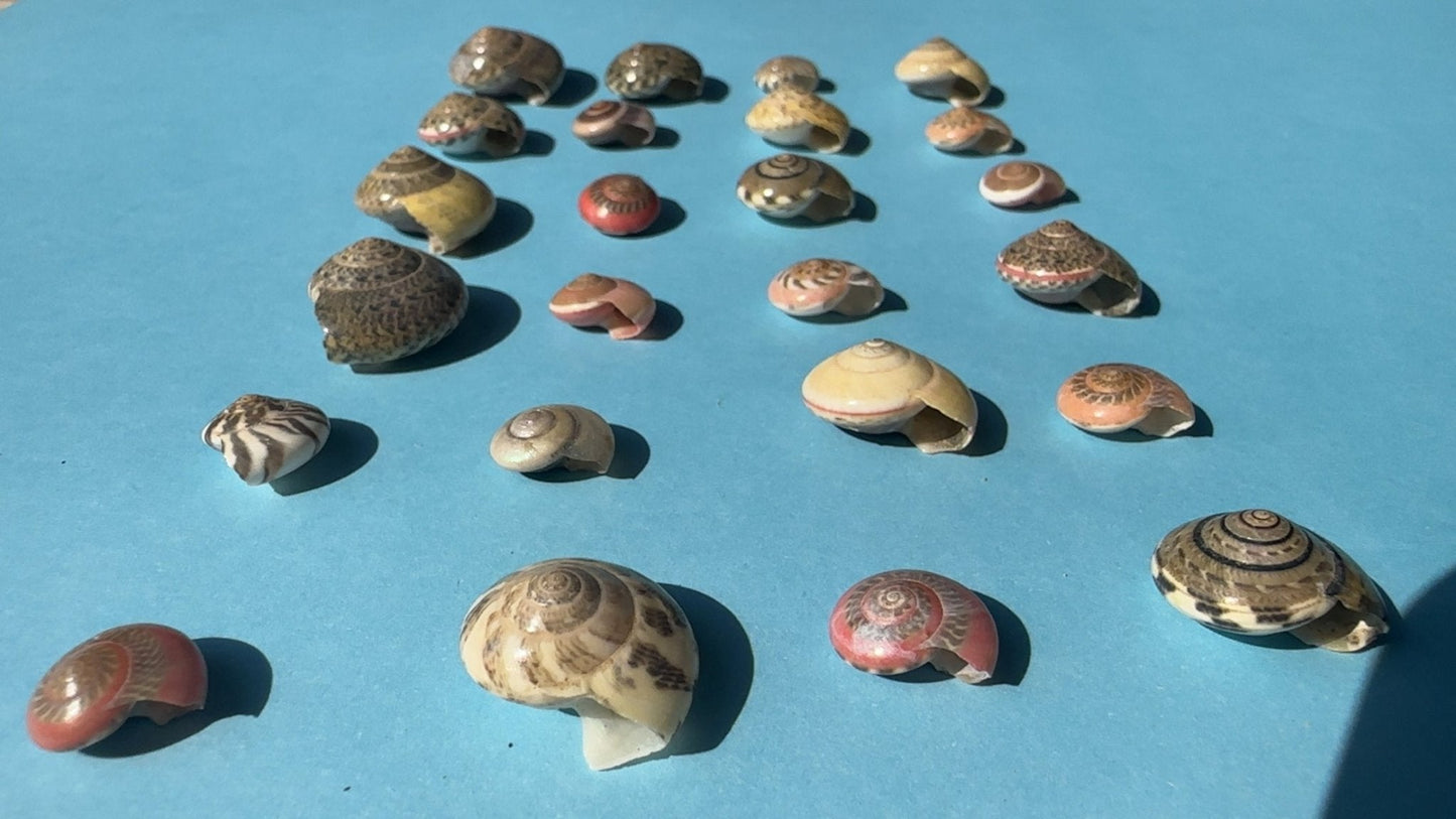 Umbonium vestiarium Inch and Under Lot of Seashells
