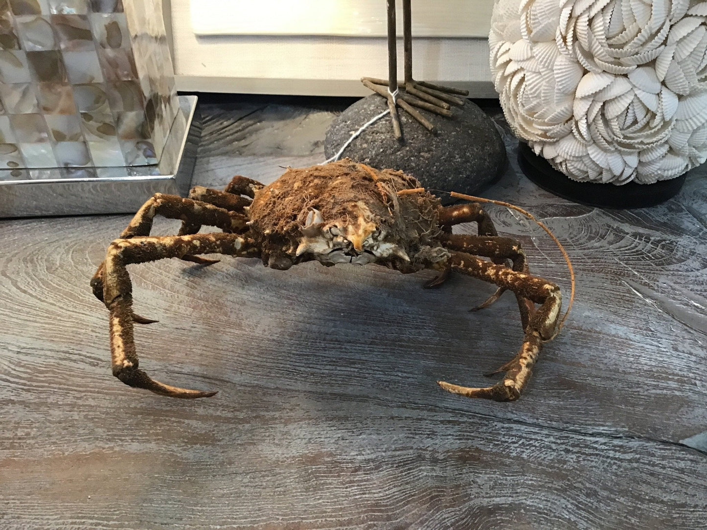 Vintage 1960s Taxidermy Spiny Crab 8"