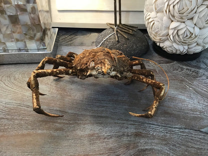 Vintage 1960s Taxidermy Spiny Crab 8"