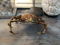 Vintage 1960s Taxidermy Spiny Crab 8"